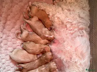 Maltipoo honden MALTIPOO PUPS🩷🩵 - Advertentie 1