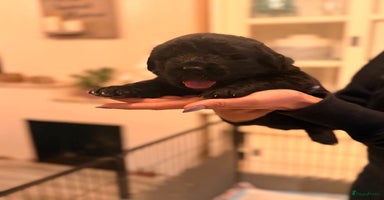 Newfoundlander honden - Advertentie 4