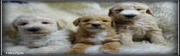 Labradoodle honden te koop: Labradoodle F4 medium pups - Advertentie 11