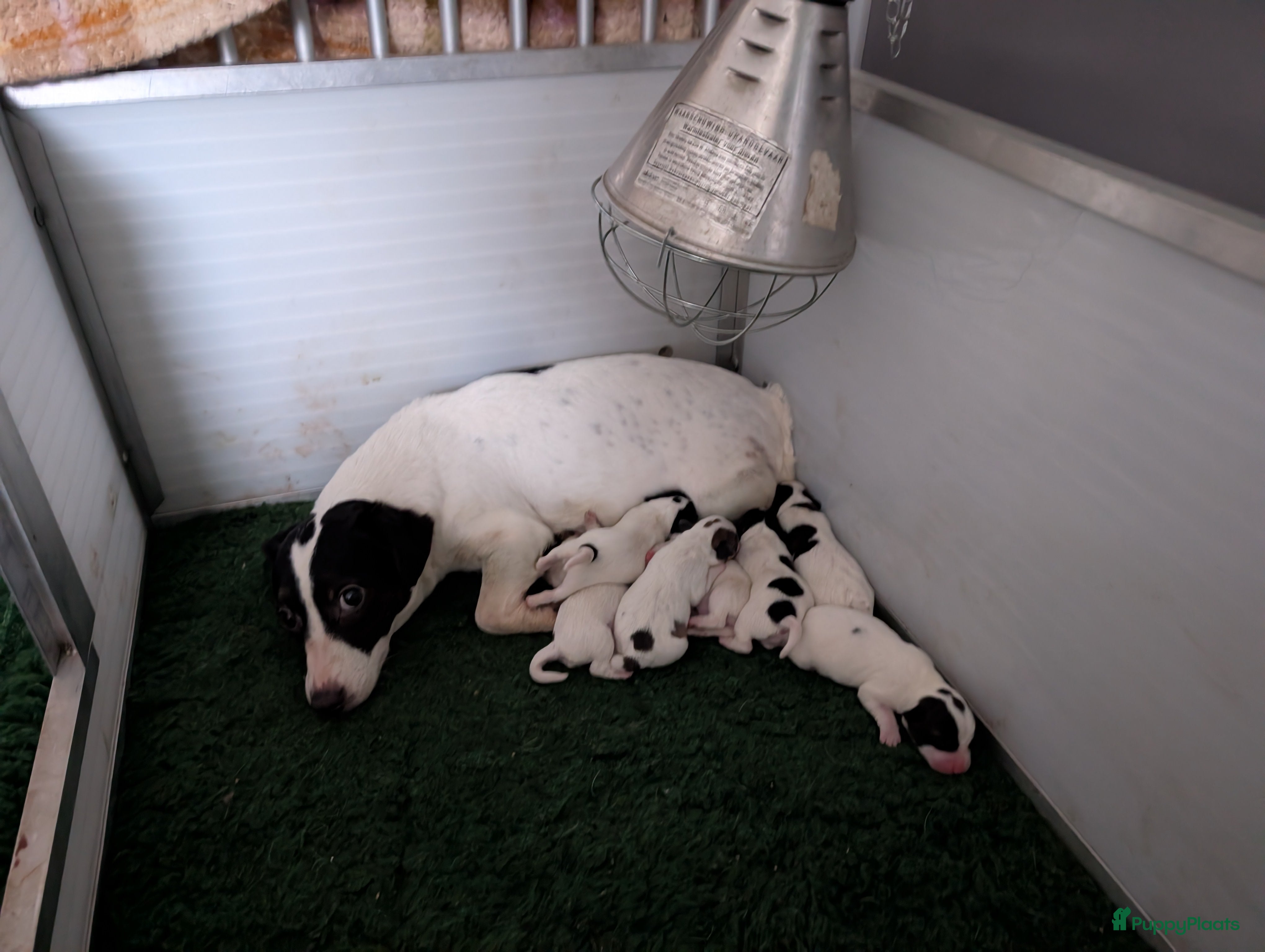 Jack Russel Terriër honden Mooie Jack Russell pups met stamboom  - Advertentie 1