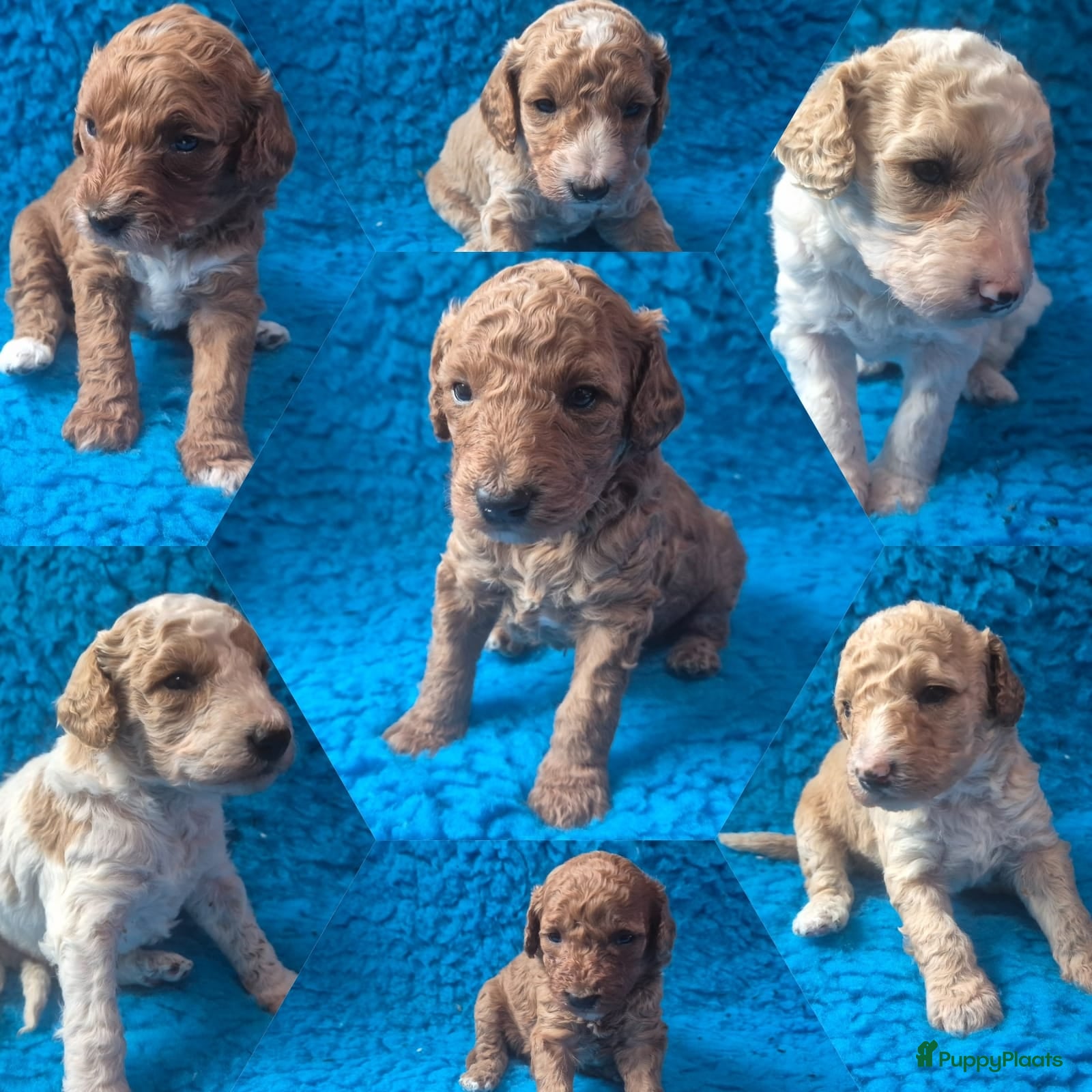 Cockapoo honden Hele mooie cockapoo pupjes - Advertentie 2