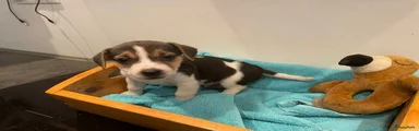 Jack Russel Terriër 3
