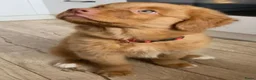 Nova Scotia Duck Tolling Retriever honden te koop: Nova scotia duck tolling retriever pups - Advertentie 3