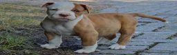 Amerikaanse Bulldog honden te koop: Mooie Amerikaanse Bulldog pups  - Advertentie 5