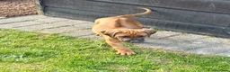 Rhodesian Ridgeback honden te koop: Rhodesian Ridgeback puppy's - Advertentie 9