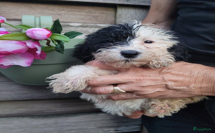 Cockapoo honden - Advertentie 4