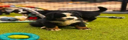 Berner Sennenhond honden te koop: Berner sennen reutje gereserveerd - Advertentie 3