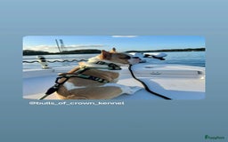 Franse Bulldog honden te koop: Franse bulldog raszuiver FCI (uitgebreid getest)  - Advertentie 11