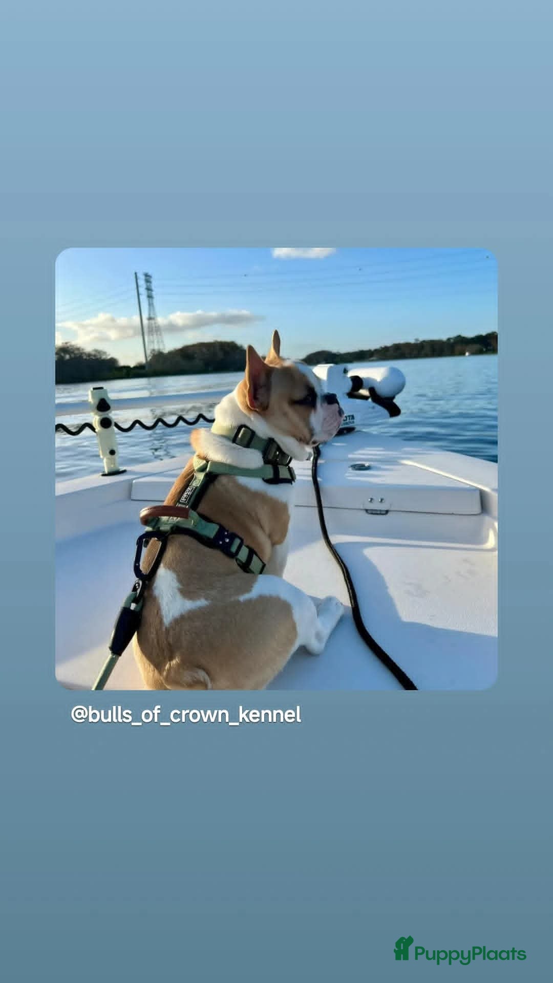 Franse Bulldog honden te koop: Franse bulldog raszuiver FCI (uitgebreid getest)  - Advertentie 11