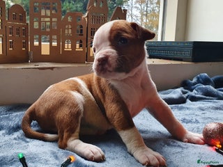 Amerikaanse Bulldog honden Prachtige Amerikaanse bulldog pups met stamboom - Advertentie 1