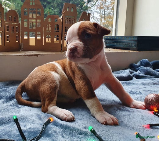 Amerikaanse Bulldog honden Prachtige Amerikaanse bulldog pups met stamboom - Advertentie 1