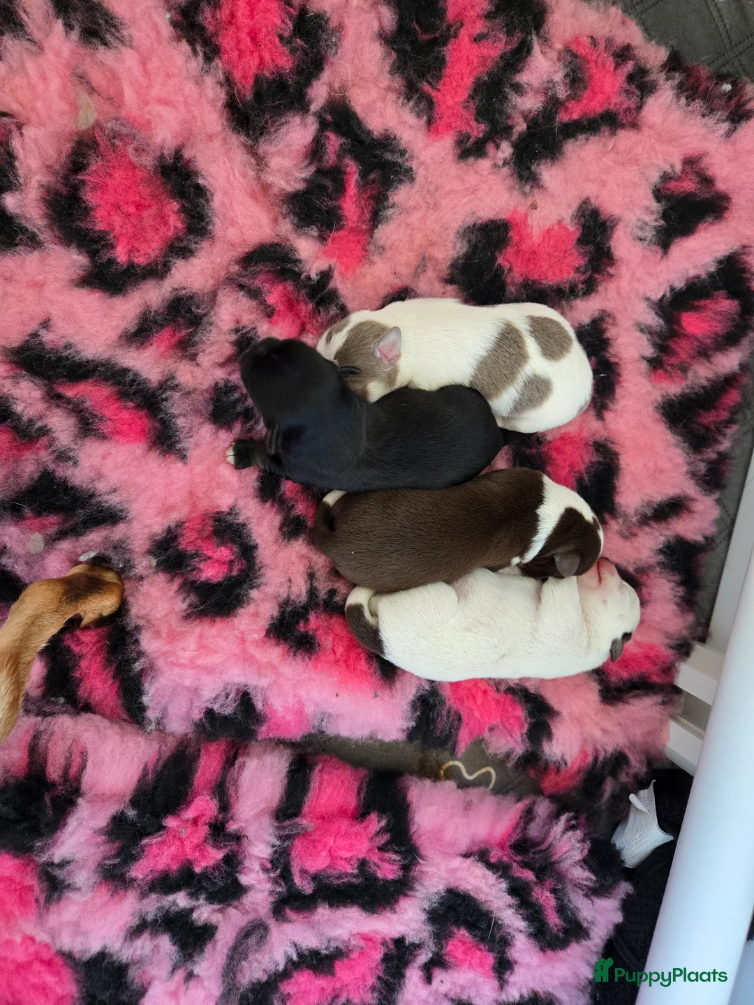 Kruising honden te koop: Mooie chihuahuapups - Advertentie 2