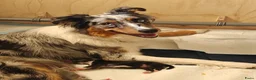 Australian Shepherd honden te koop: Australische herder puppy's  - Advertentie 5