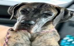 Duitse Dog honden te koop: Verwacht Duitse dog pups  - Afbeelding 4