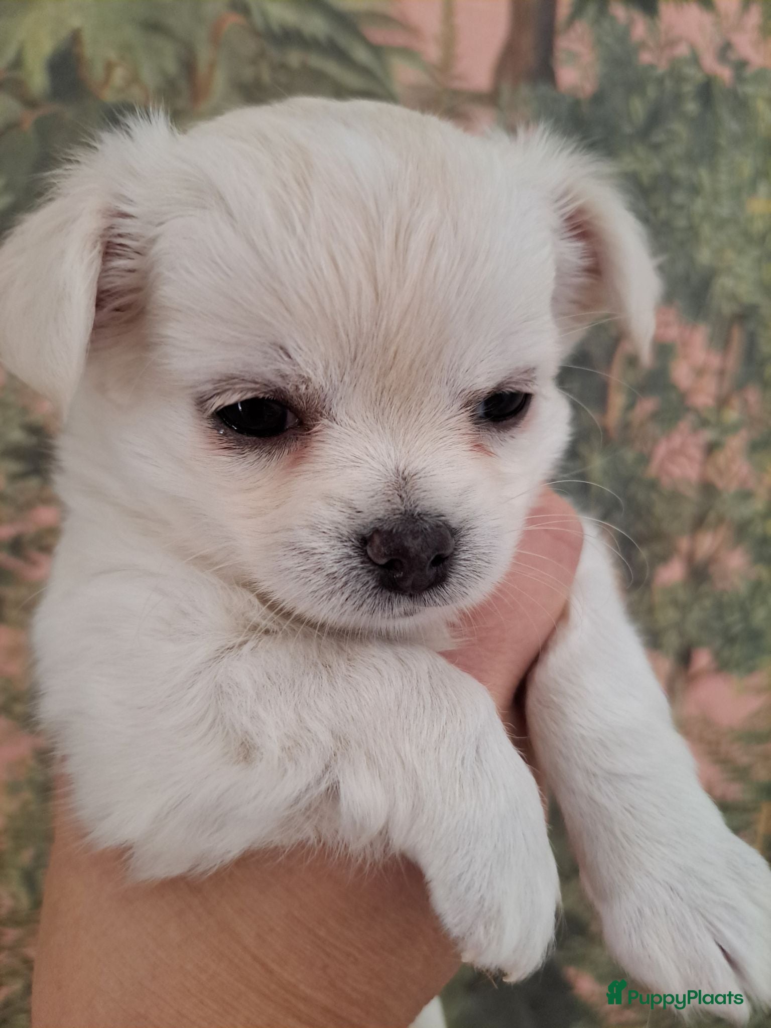 Chihuahua honden Mooie chihuahua pups - Advertentie 1