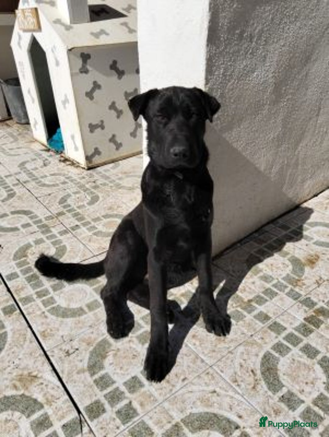 Kruising honden ter adoptie: polar een schat van een hond!!!!!! - Advertentie 2