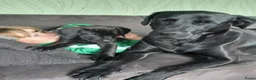Kruising honden te koop: Rhodesian ridgeback (75%) x labrador (25%) - Advertentie 6