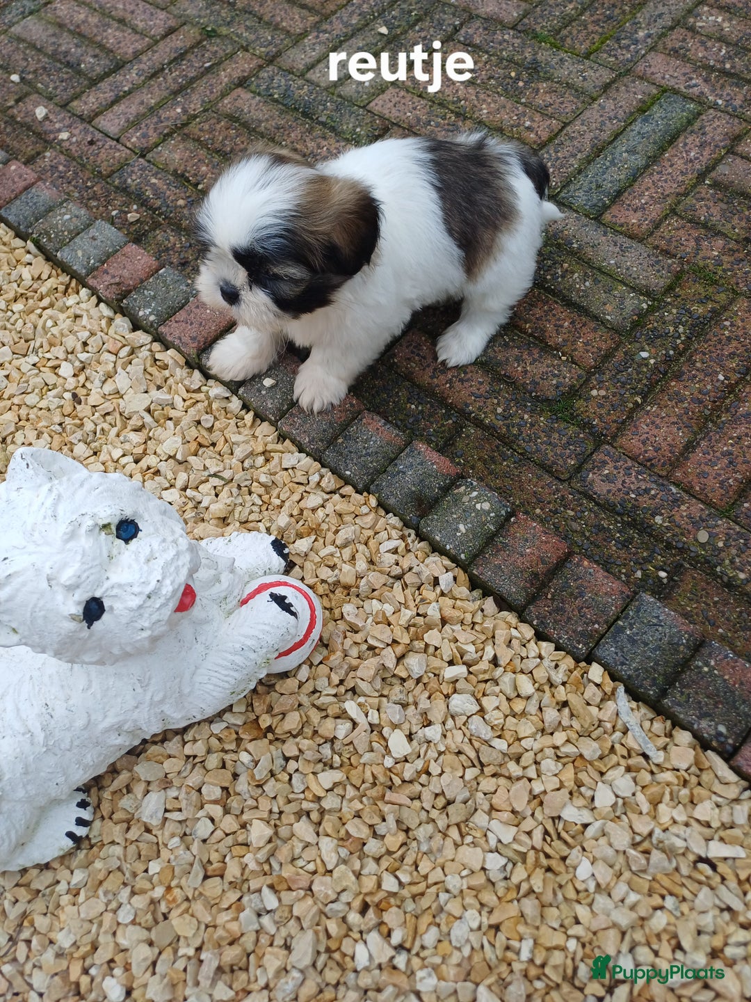 Shih Tzu honden te koop: leuke lieve ras zuiver shih tzu pups - Advertentie 31