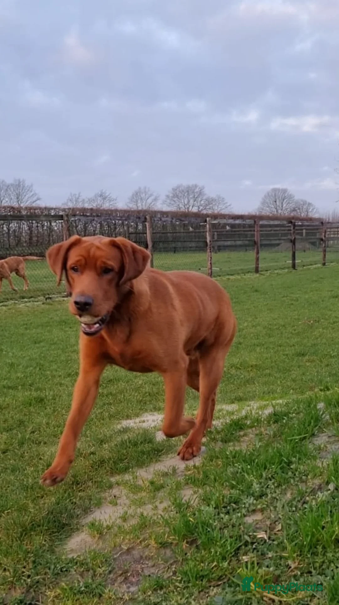 Labrador Retriever honden ter adoptie: Herplaatsing Labrador reu - Advertentie 2