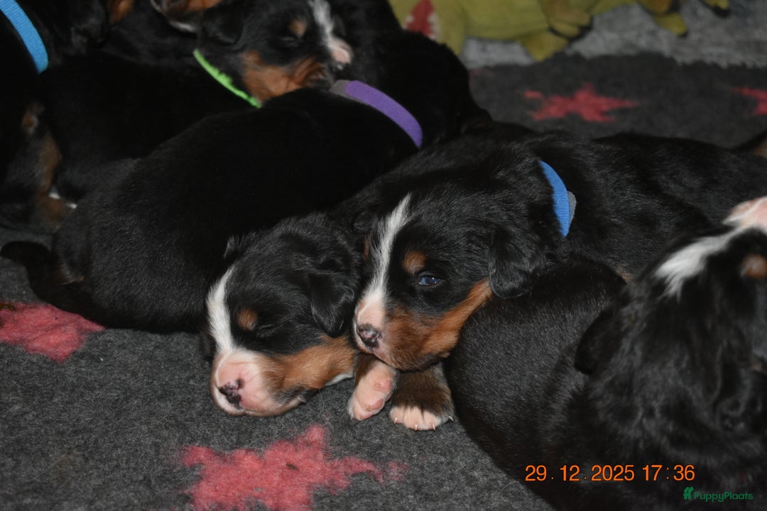 Berner Sennenhond honden te koop: Prachtige Berner Sennen Pups - Advertentie 3