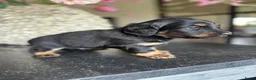 Kruising honden te koop: Teckels pups prachtige kleuren 🖤🤎🤍 - Advertentie 7