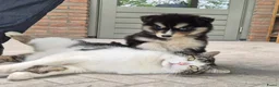 Kruising honden te koop: Pomsky x shiba inu (1/4) pups - Advertentie 15