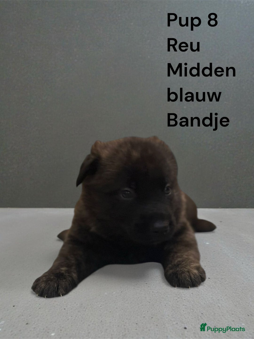 Kruising honden te koop: Kruising mechelse Hollandse herder x duitse herder - Advertentie 6