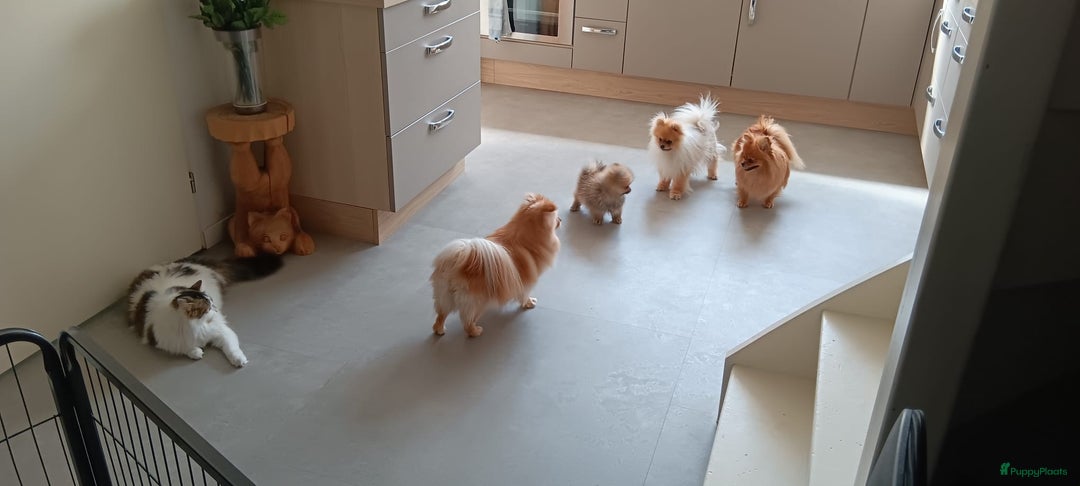 Pomeriaan honden te koop: Bearface pomeriaan  in Houten - Afbeelding 5