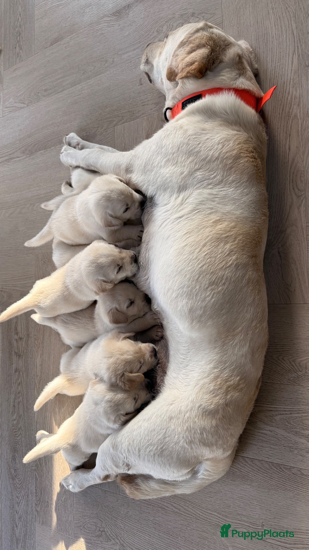 Labrador Retriever honden Raszuivere Labrador pups blond | Vader is kampioen - Advertentie 1