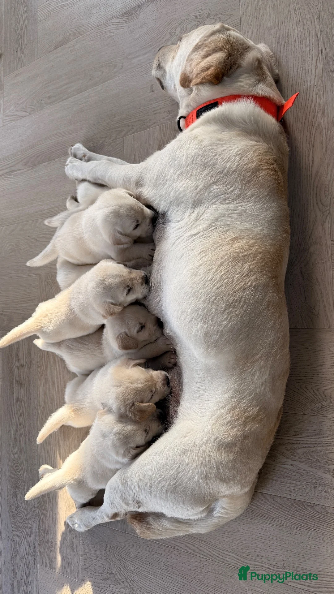 Labrador Retriever honden te koop: Raszuivere Labrador pups blond | Vader is kampioen - Advertentie 1