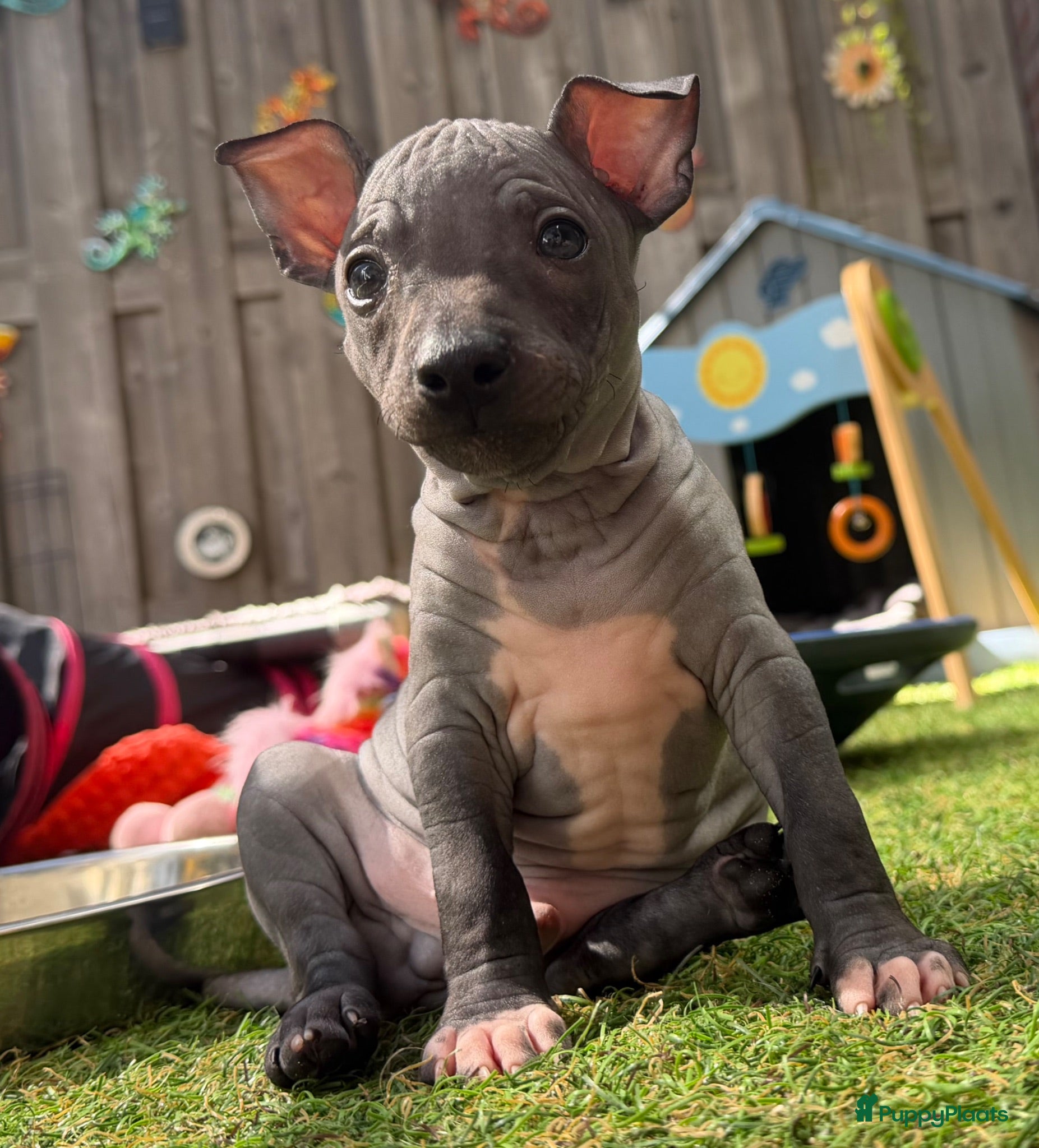 Amerikaanse Naakthond honden American hairless terrier / naakthond - Advertentie 2