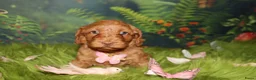 Australian Labradoodle honden te koop: 1 teefje en 3 reutjes Australian labradoodle pups - Advertentie 14
