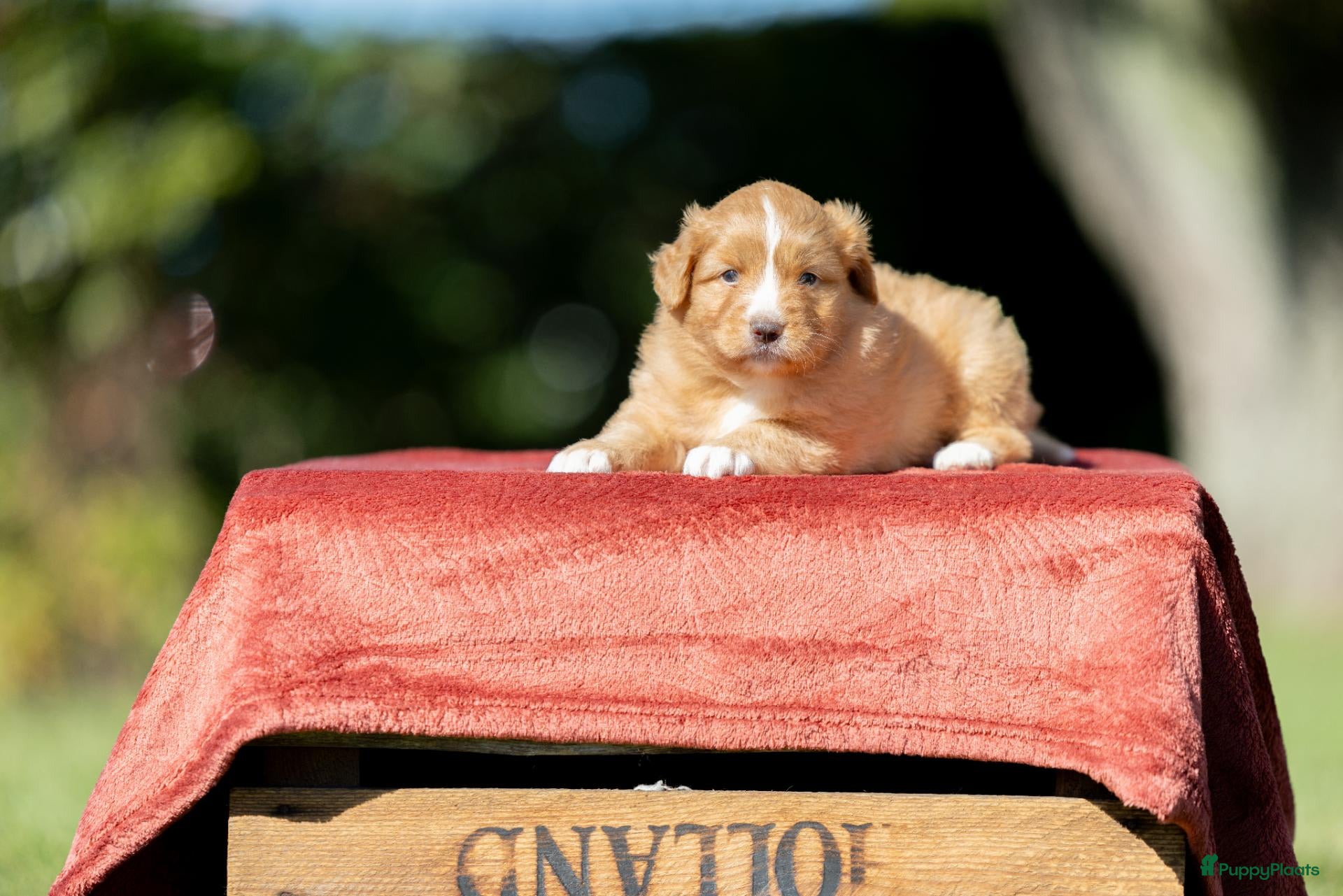Nova Scotia Duck Tolling Retriever honden Gesocialiseerde Nova scotia Toller pups te koop! - Advertentie 2