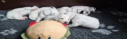 Dalmatiër honden te koop: Dalmatiër pups met stamboom  - Advertentie 8