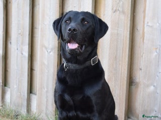 Labrador Retriever honden Mooie zwarte & silver labrador retriever pups - Advertentie 13