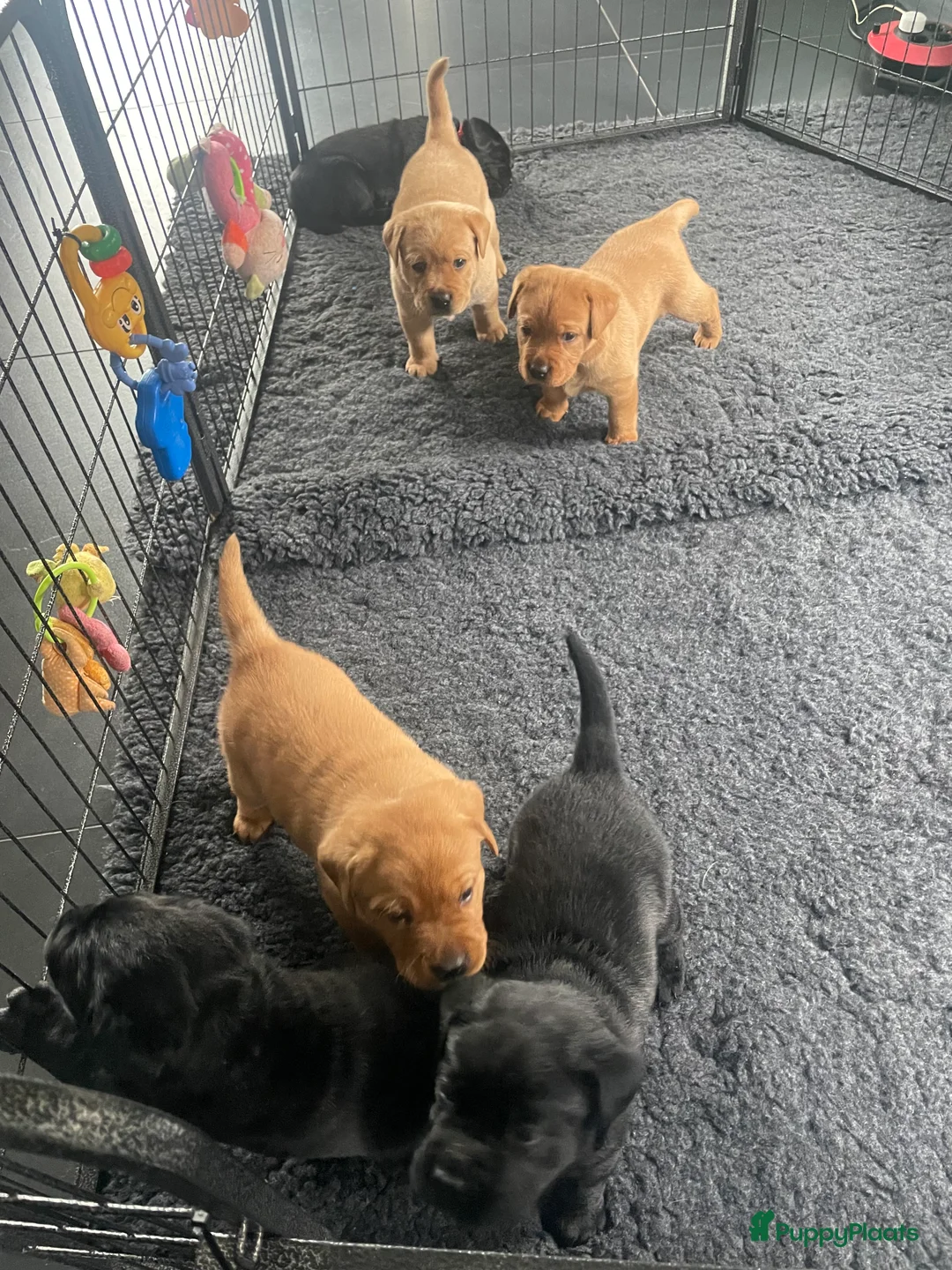 Labrador Retriever honden te koop: NEST AANKONDIGING LABRADOR PUPS - Advertentie 27