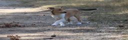 Schotse Herdershond korthaar honden te koop: Nog 1 knappe reu schotse collie korthaar reuen. - Advertentie 28