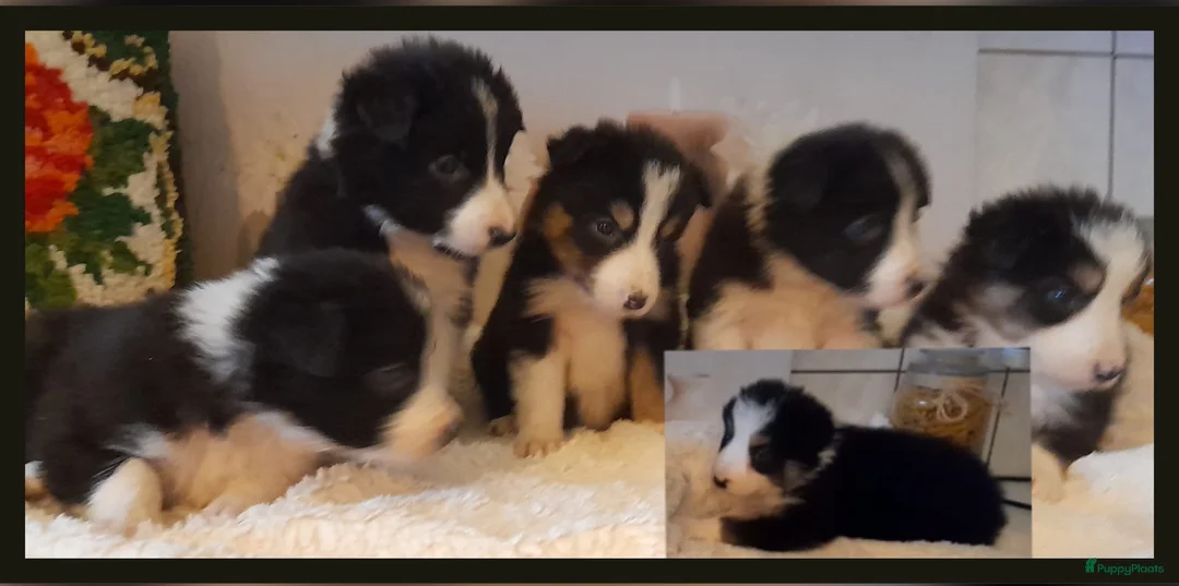 Border Collie honden te koop: Prachtige, lieve Border Collie pups - Advertentie 6