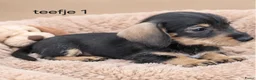 Ruwhaar Teckel honden te koop: Super mooie kaninchen ruw haar teckel pups - Advertentie 3