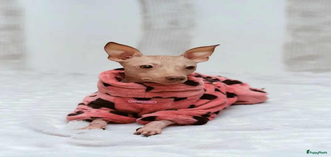 Galerij afbeelding {{count}}