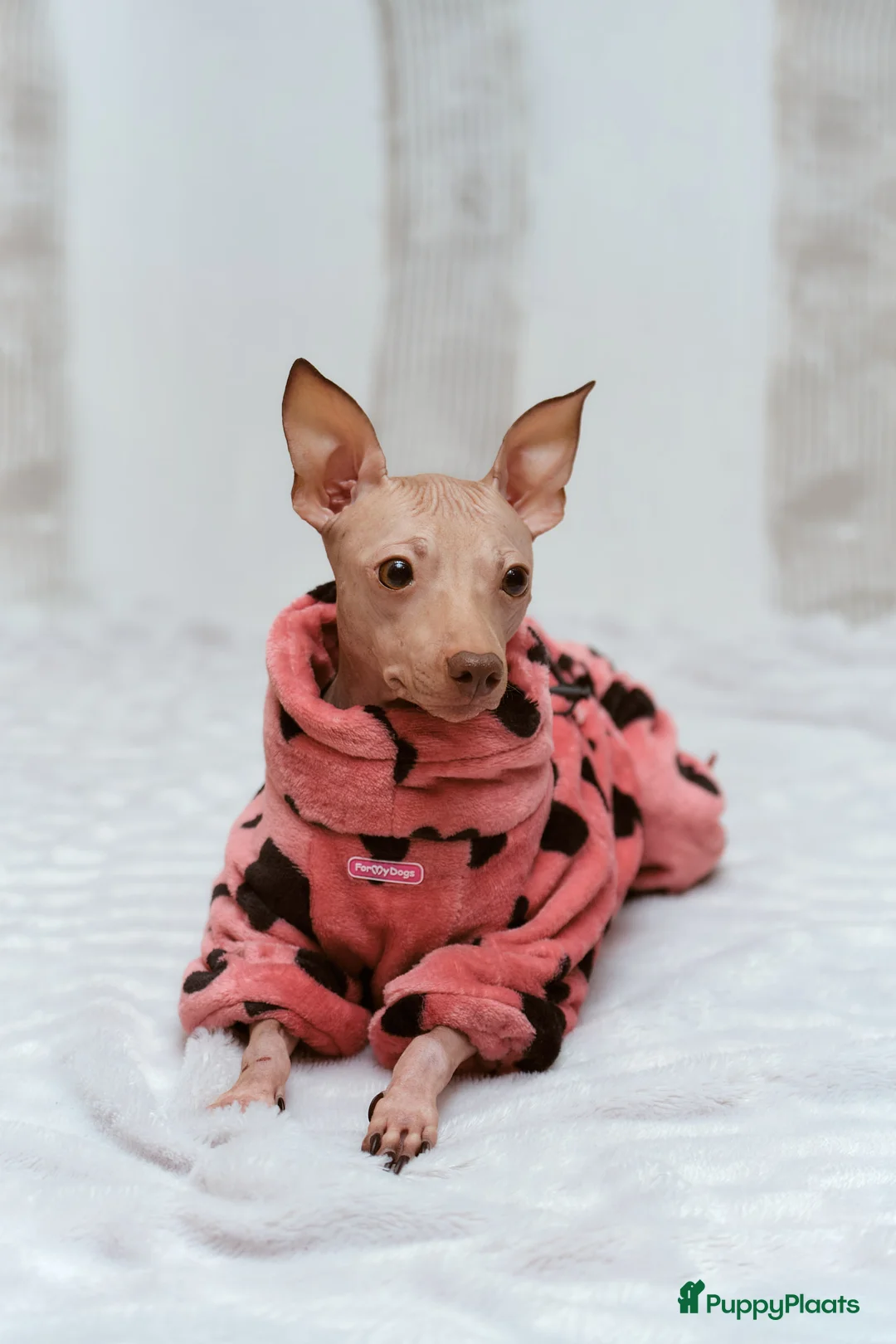 Galerij afbeelding {{count}}