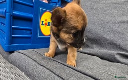 Chihuahua honden te koop: Chihuahua reutjes  - Afbeelding 12
