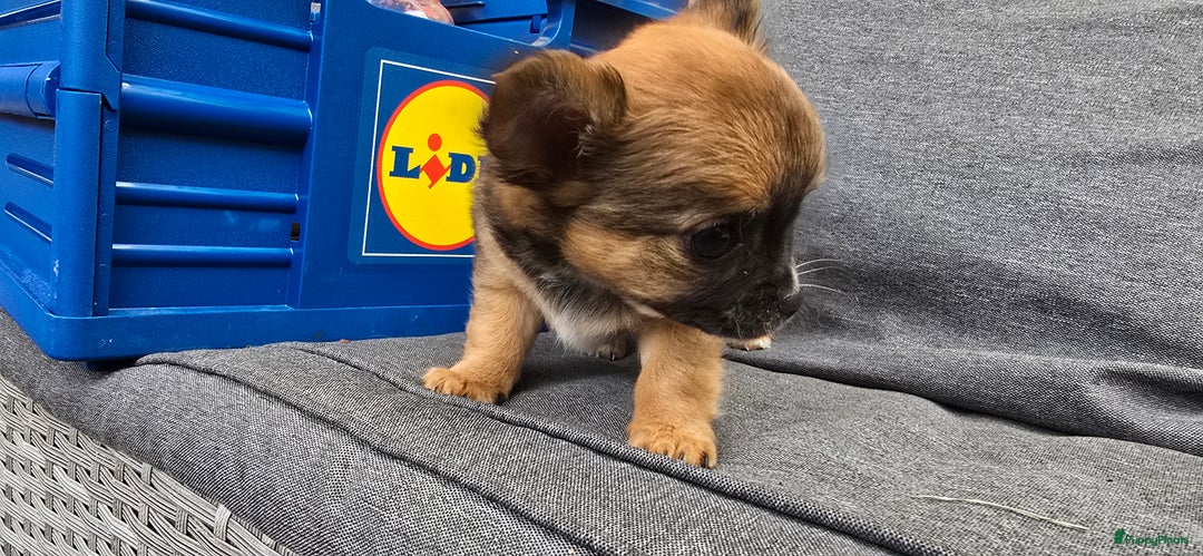 Chihuahua honden te koop: Chihuahua reutjes  - Afbeelding 12