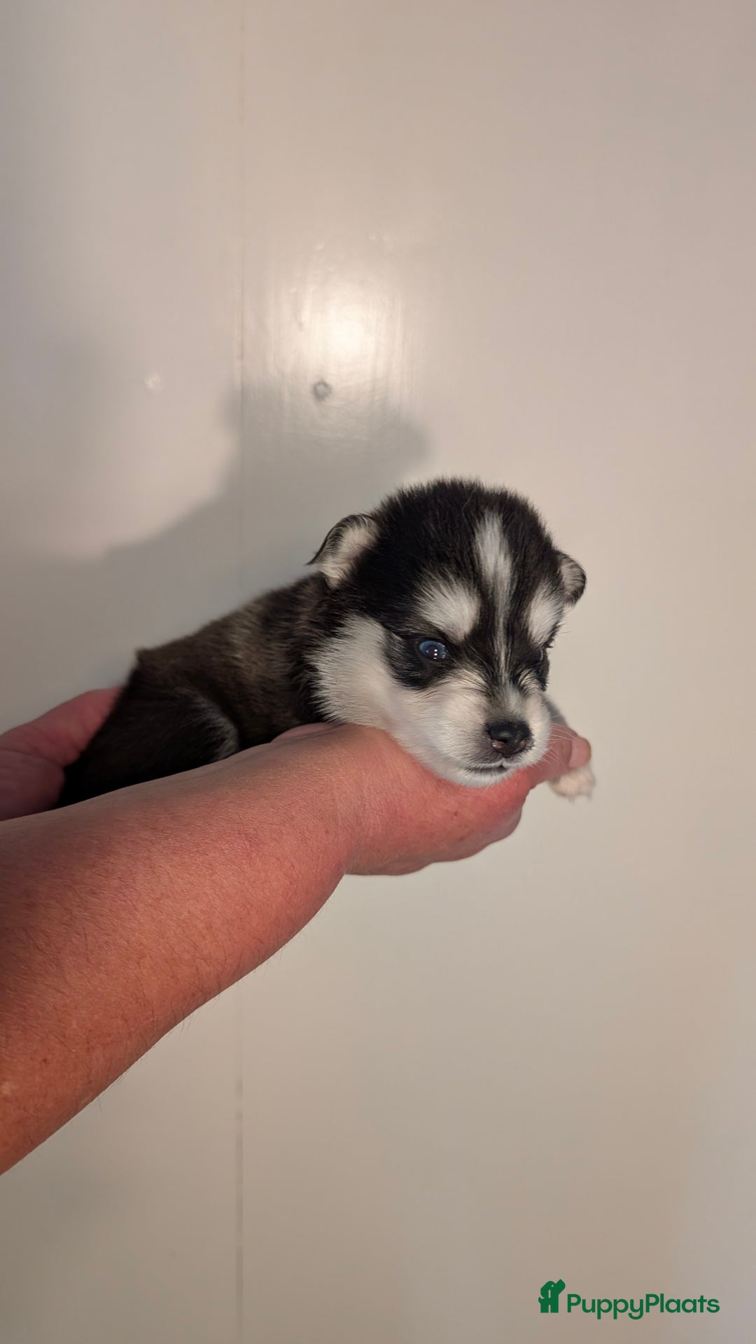 Pomsky honden te koop: Prachtige pomskypups  - Afbeelding 11