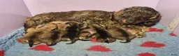 Ruwhaar Teckel honden te koop: Standaard ruwhaar teckel pups  - Advertentie 1