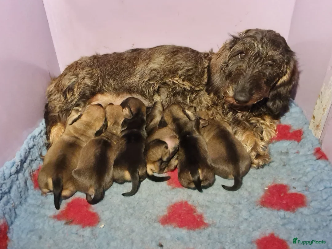 Ruwhaar Teckel honden te koop: Standaard ruwhaar teckel pups  - Advertentie 1