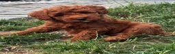 Maltipoo honden te koop: Maltipoo puppy's te koop - Advertentie 7