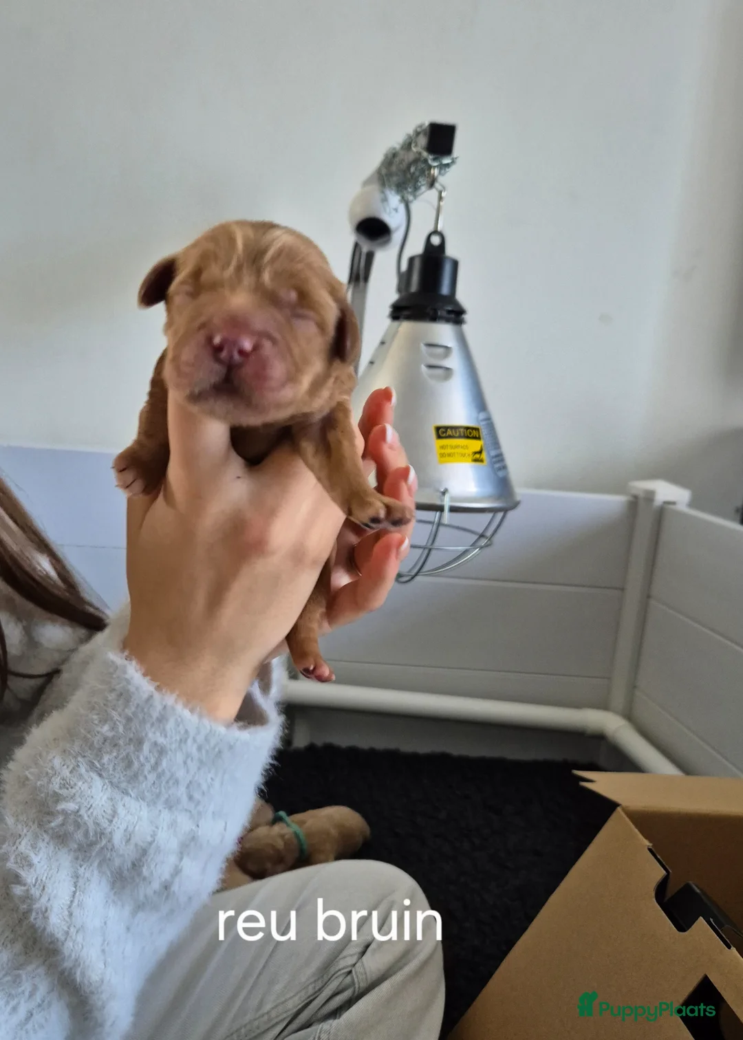 Australian Labradoodle honden te koop: Australian labradoodle pups te reserveren  - Advertentie 2