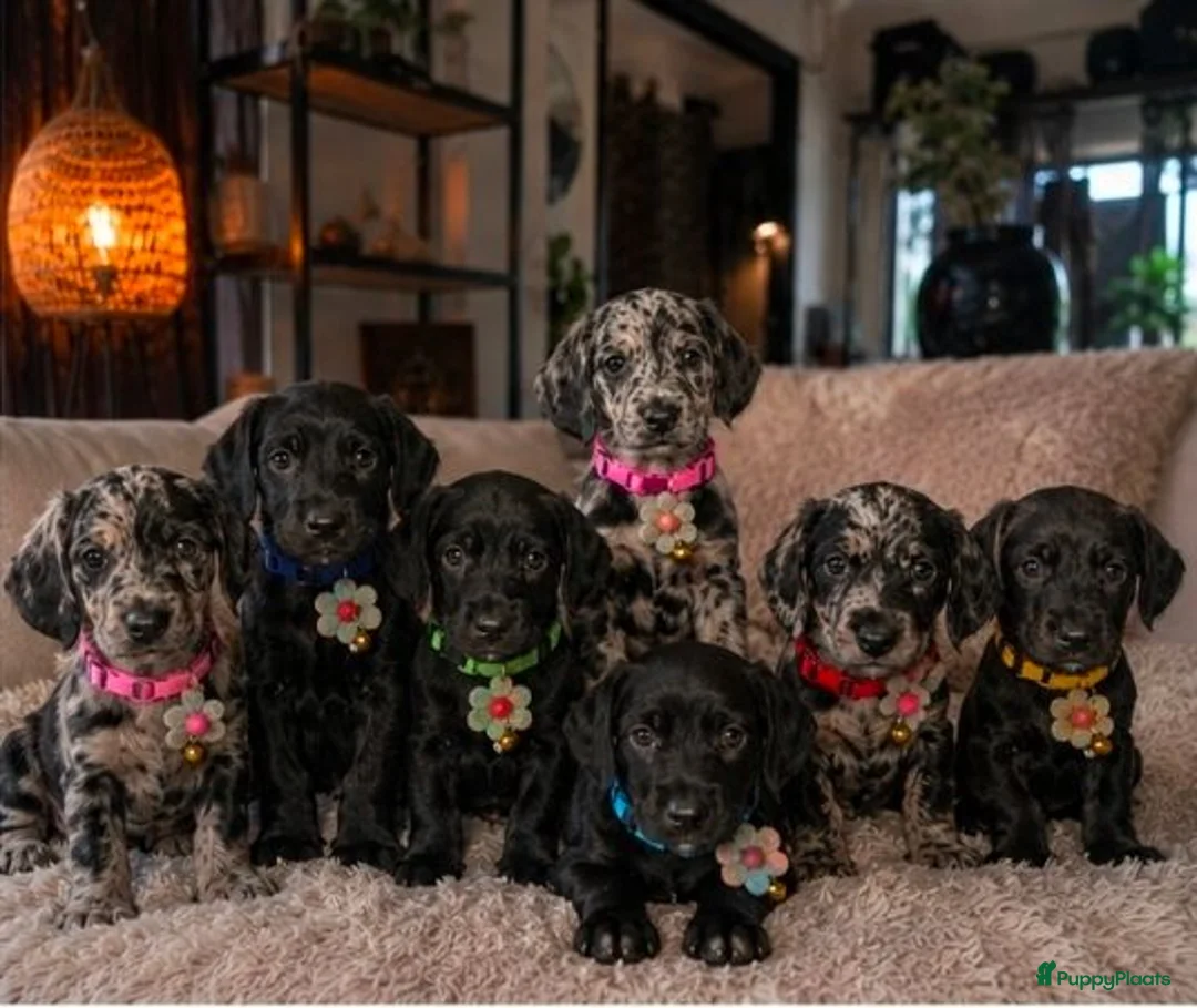 Kruising honden te koop: ❤️💙 Prachtige Doxiepoo's zoeken 4-ever home ❤️💙 - Advertentie 2