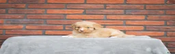 Nova Scotia Duck Tolling Retriever honden te koop: Super gesocialiseerd Toller Pups! - Advertentie 7